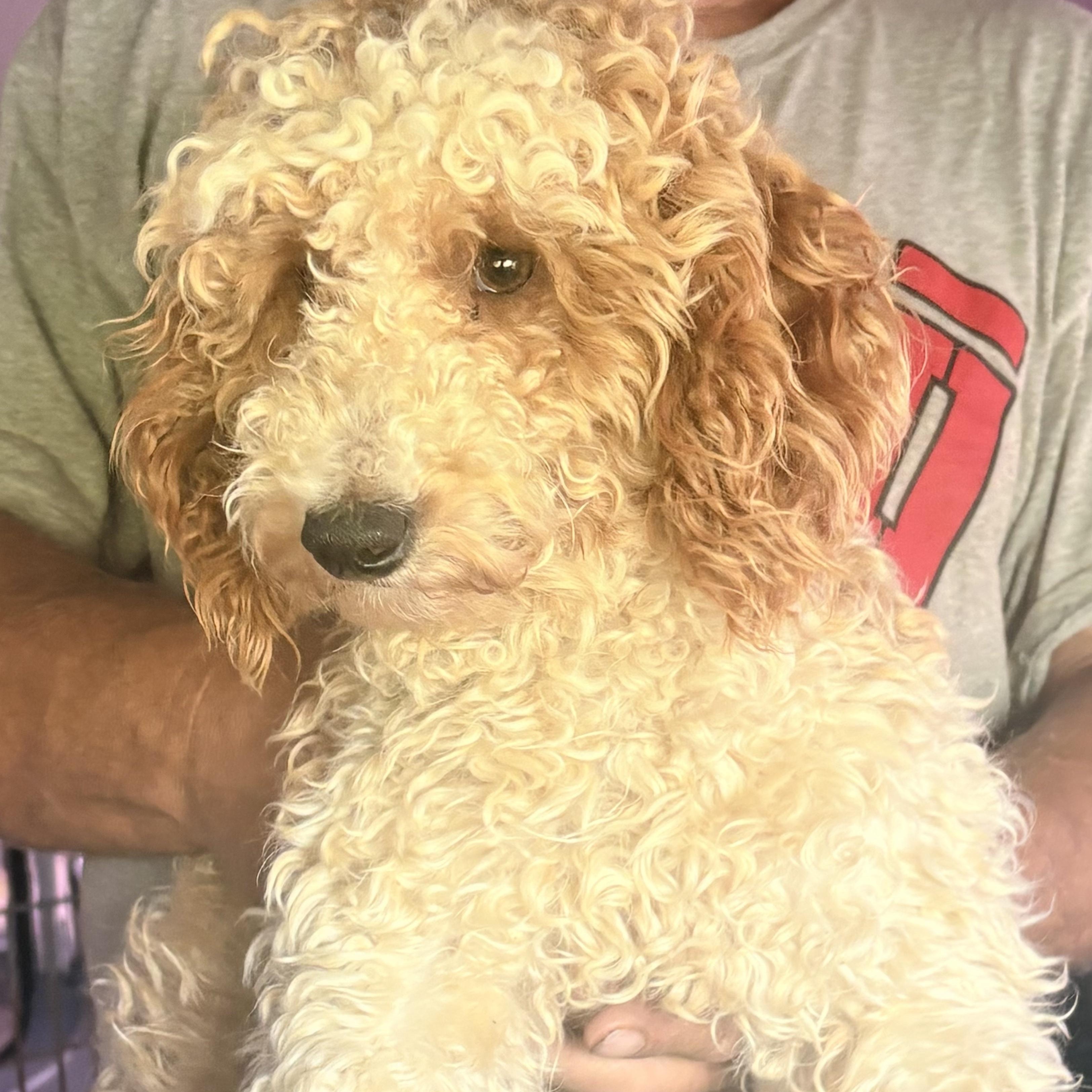 Enlarge Tuffy, an adopted Poodle in Oak Bluffs, MA image 1/1