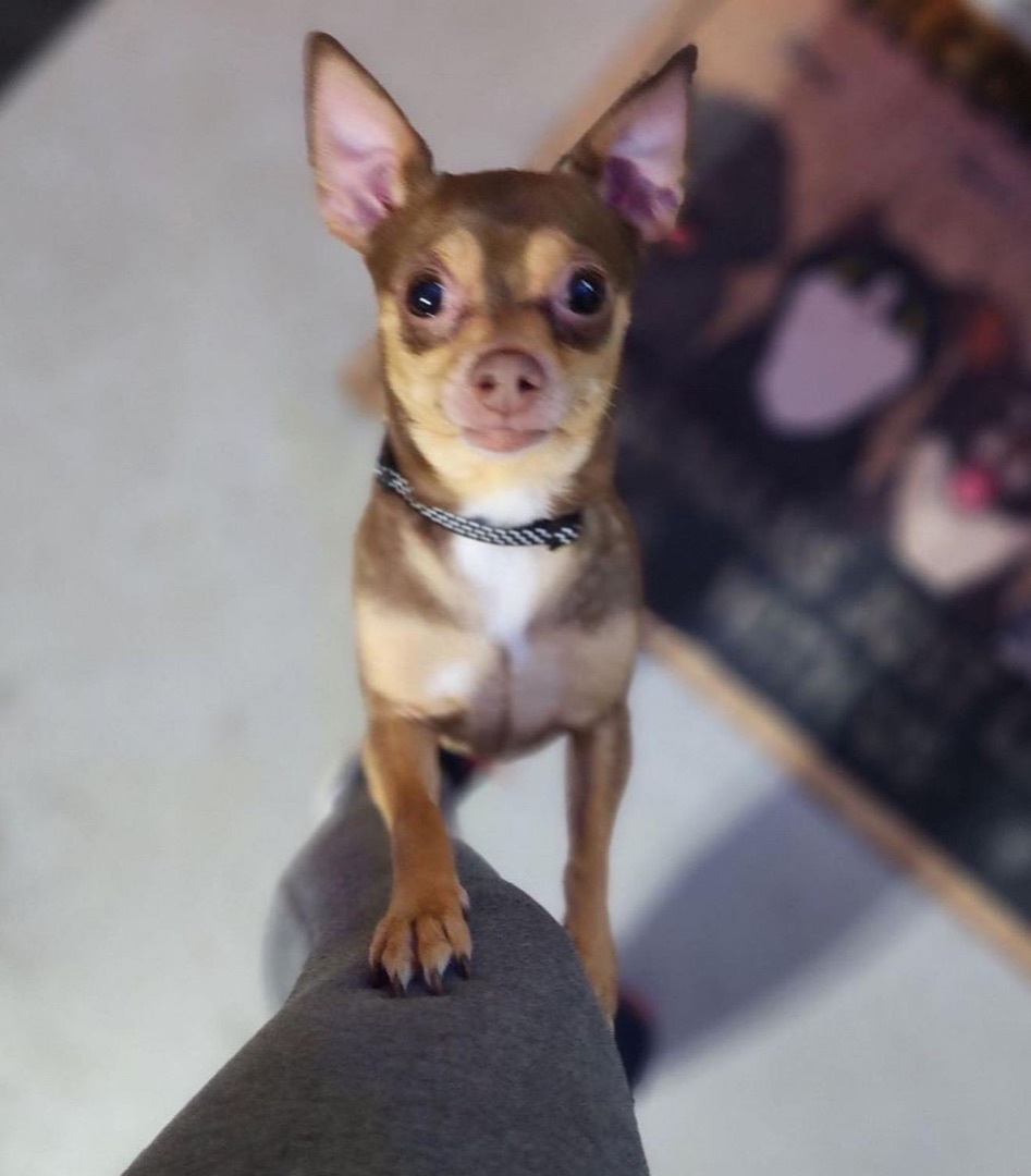 Enlarge Lulu, a Adopted Chihuahua in Brantford, ON image 1/6