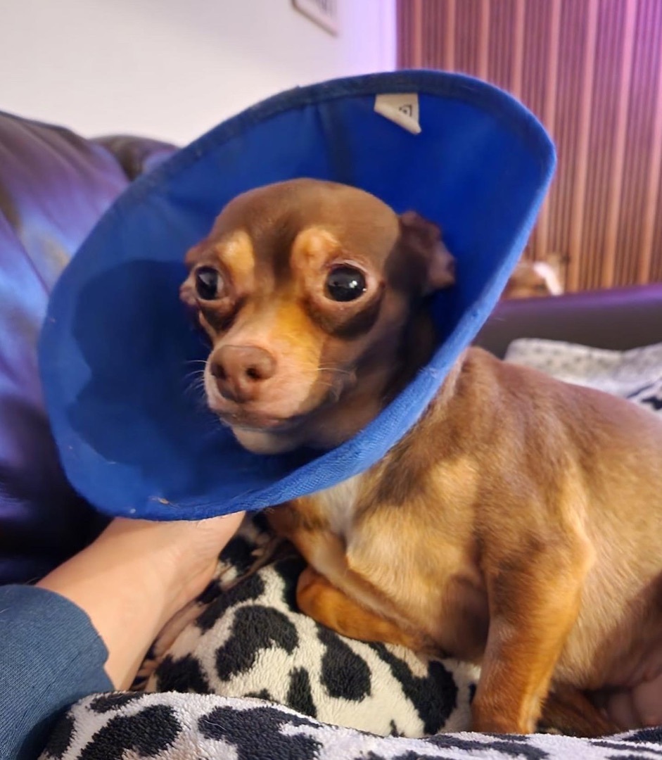 Enlarge Lulu, a Adopted Chihuahua in Brantford, ON image 3/6