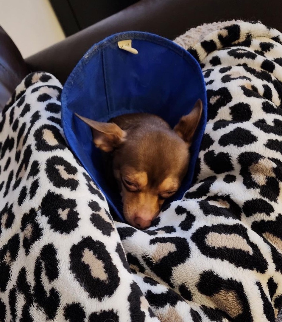 Enlarge Lulu, a Adopted Chihuahua in Brantford, ON image 4/6