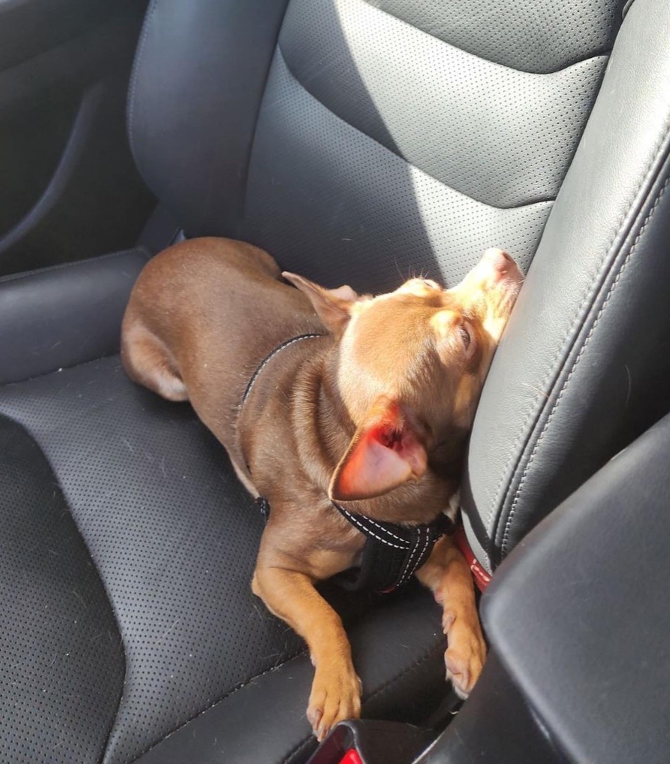 Enlarge Lulu, a Adopted Chihuahua in Brantford, ON image 5/6