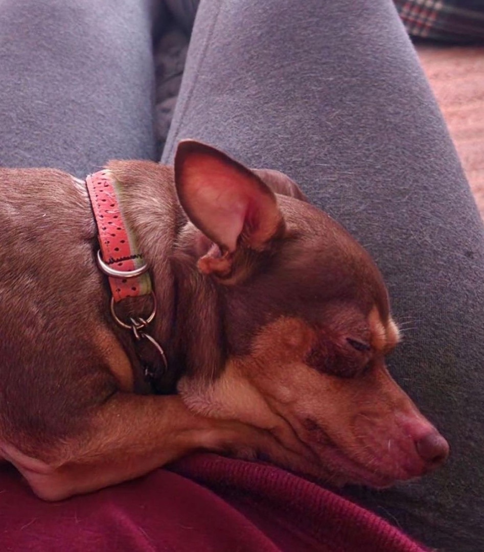 Enlarge Lulu, a Adopted Chihuahua in Brantford, ON image 6/6