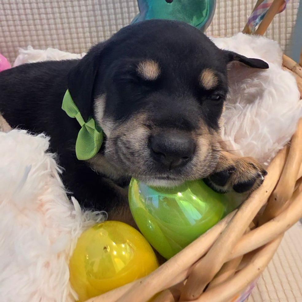 Auston, Adoptable, Puppy Male Shepherd & Australian Kelpie.