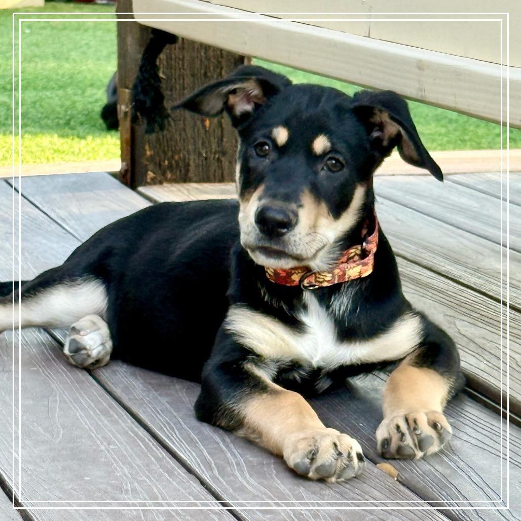 Enlarge Auston, a Adoptable mixed breed in Chandler, AZ image 2/6