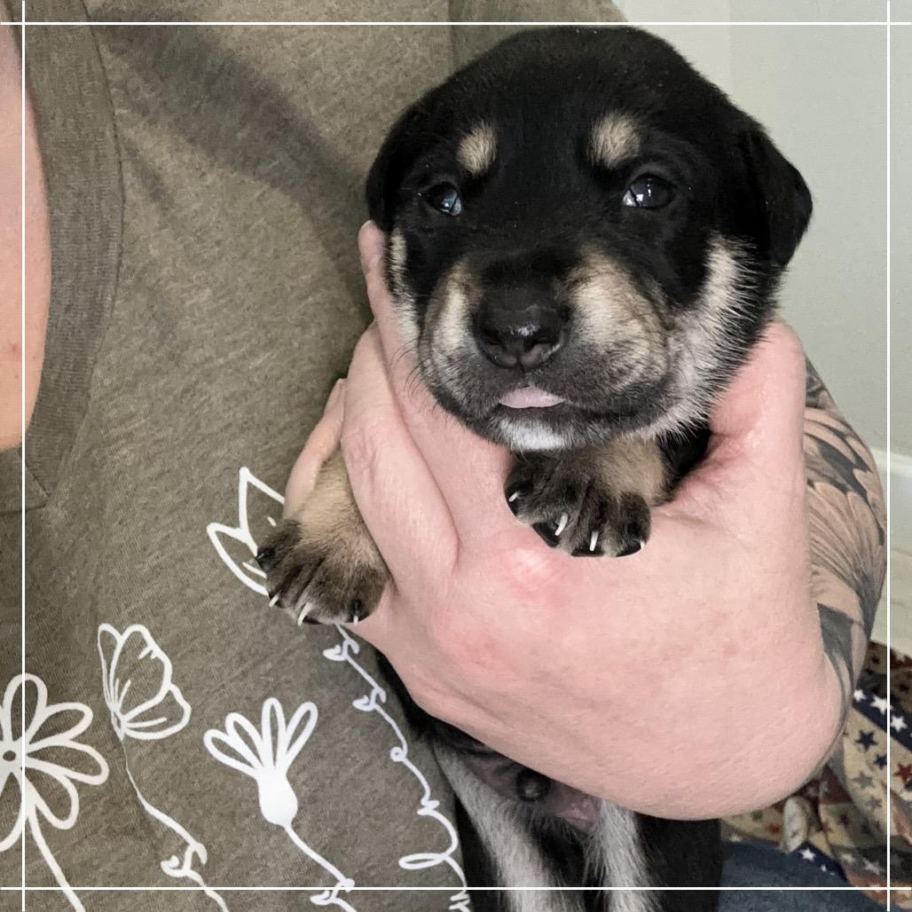 Enlarge Auston, a Adoptable mixed breed in Chandler, AZ image 3/6
