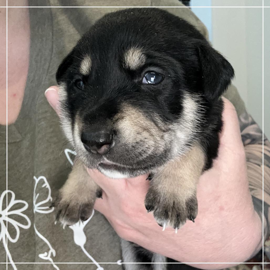 Enlarge Auston, a Adoptable mixed breed in Chandler, AZ image 4/6