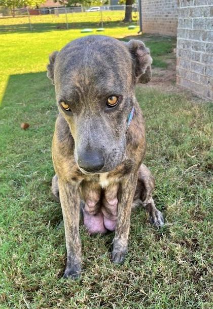 Mia, Adoptable, Adult Female Mastiff & Mixed Breed.