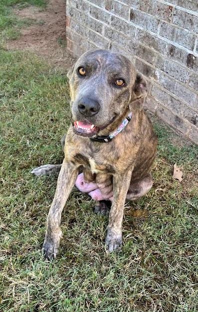 Enlarge Mia, a Adoptable mixed breed in Morton Grove, IL image 2/3