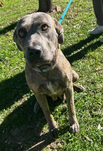 Enlarge Mia, a Adoptable mixed breed in Morton Grove, IL image 3/3