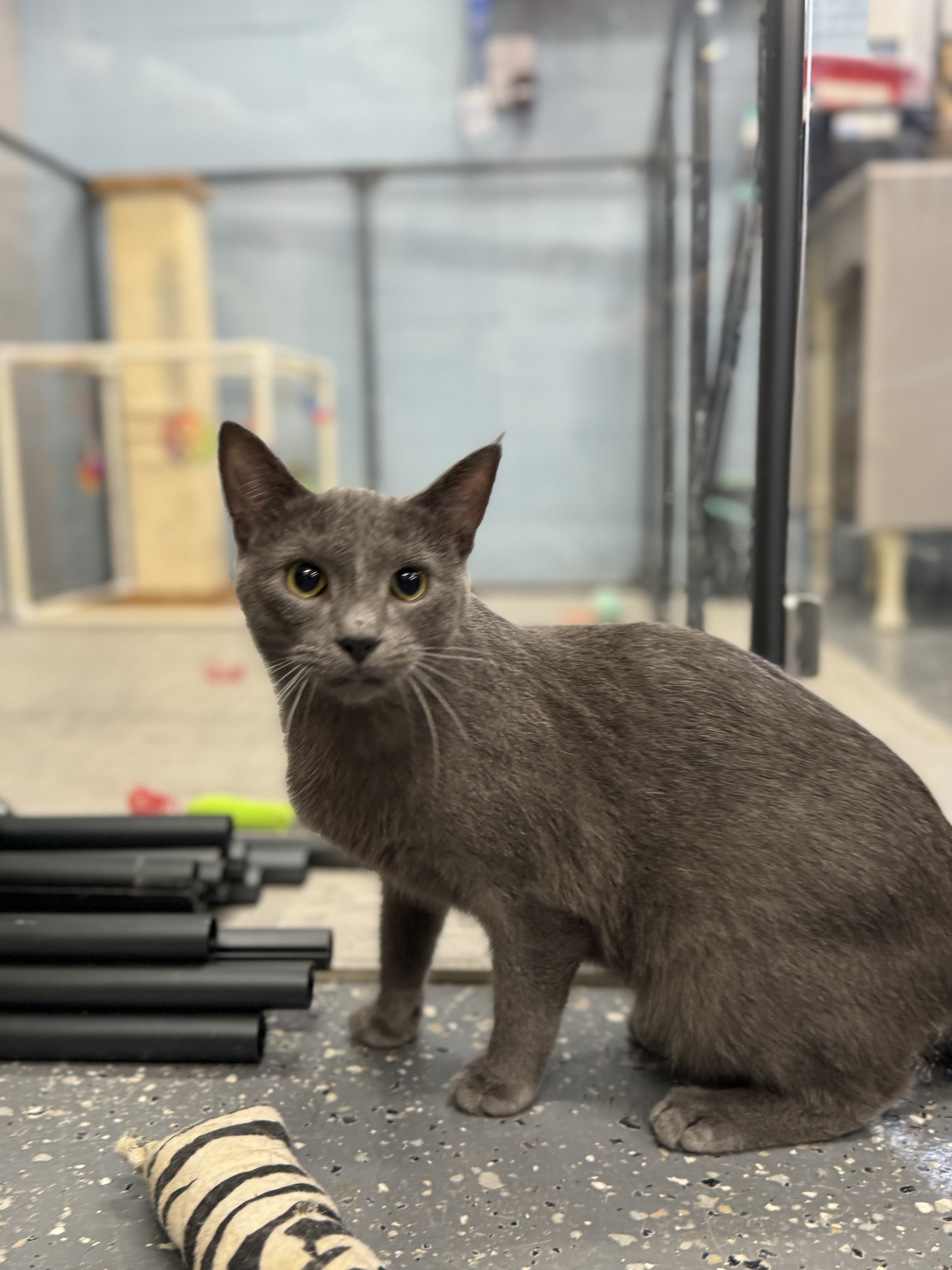 Spyder, an adoptable Domestic Short Hair in Wayland, MI image 1/6