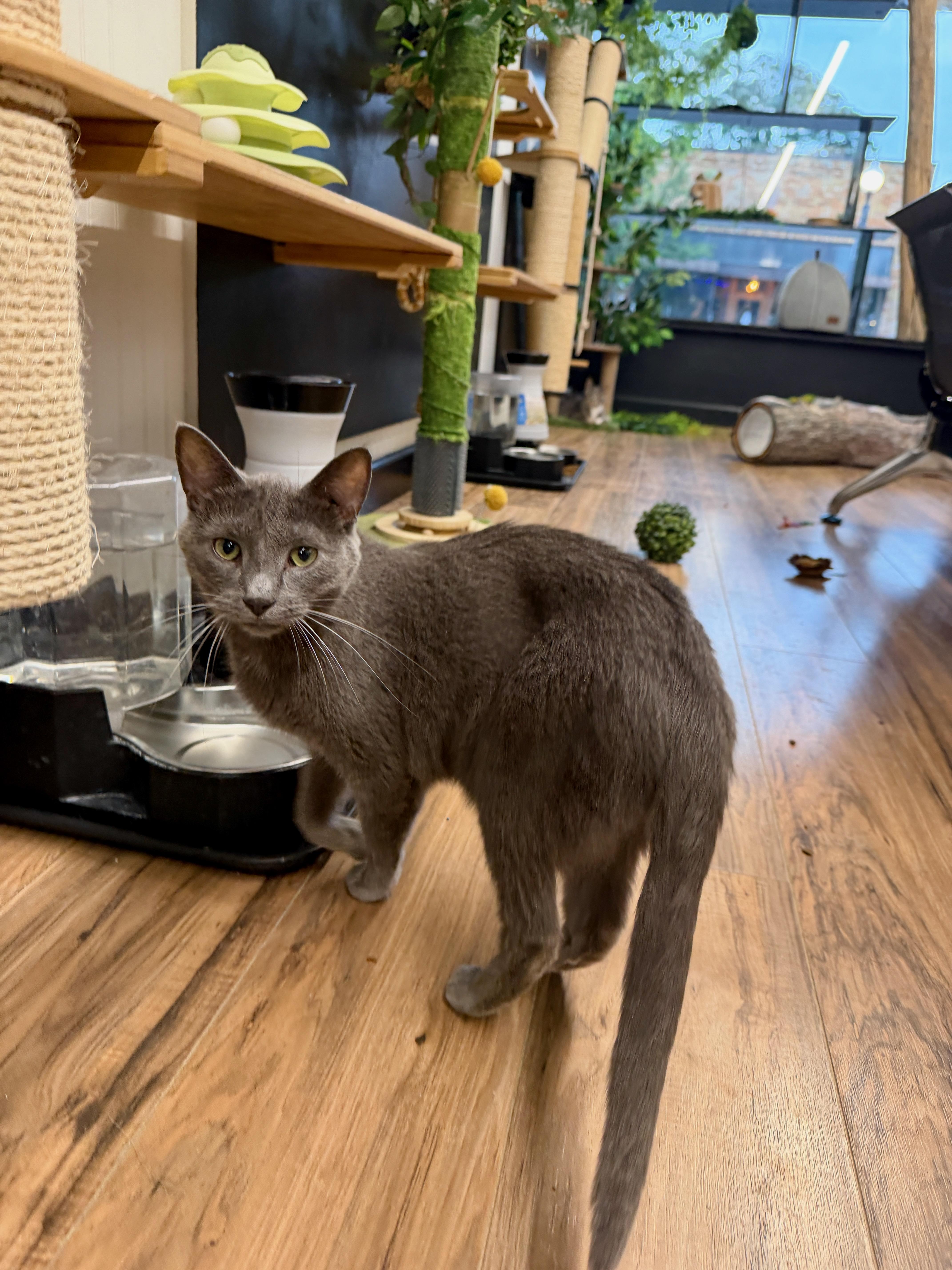 Spyder, an adoptable Domestic Short Hair in Wayland, MI image 6/6