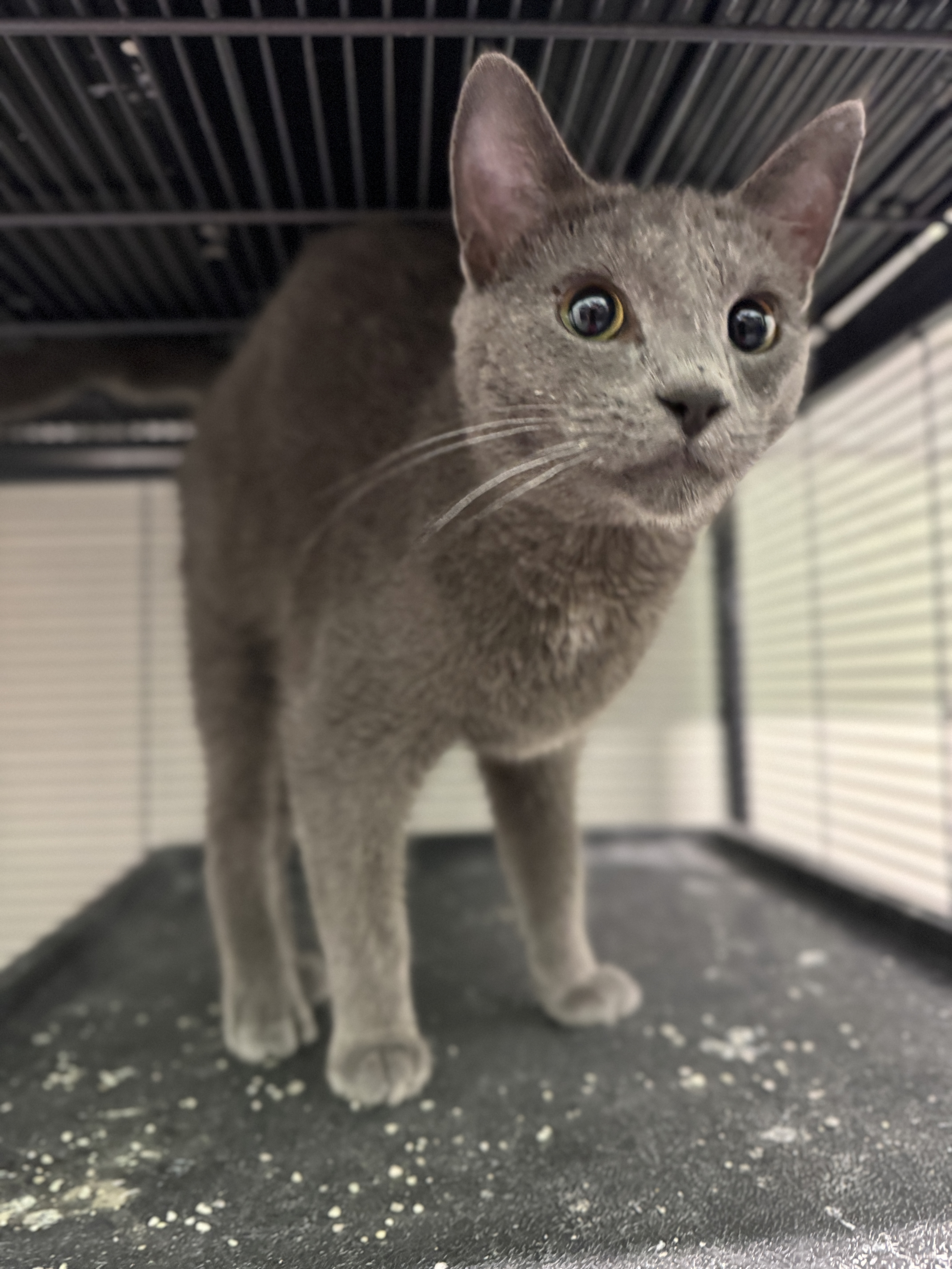 Spyder, an adoptable Domestic Short Hair in Wayland, MI image 2/6