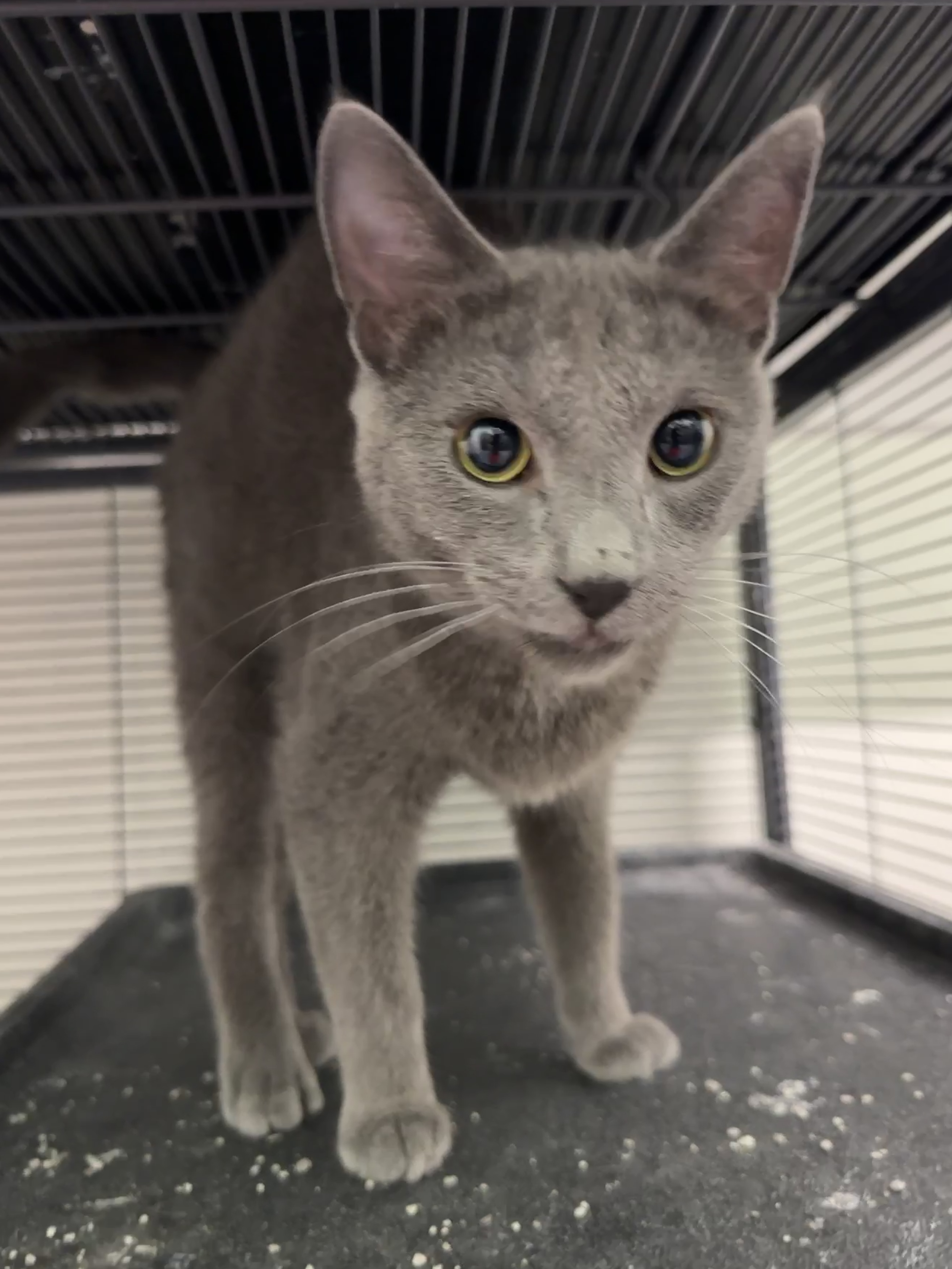 Spyder, an adoptable Domestic Short Hair in Wayland, MI image 3/6