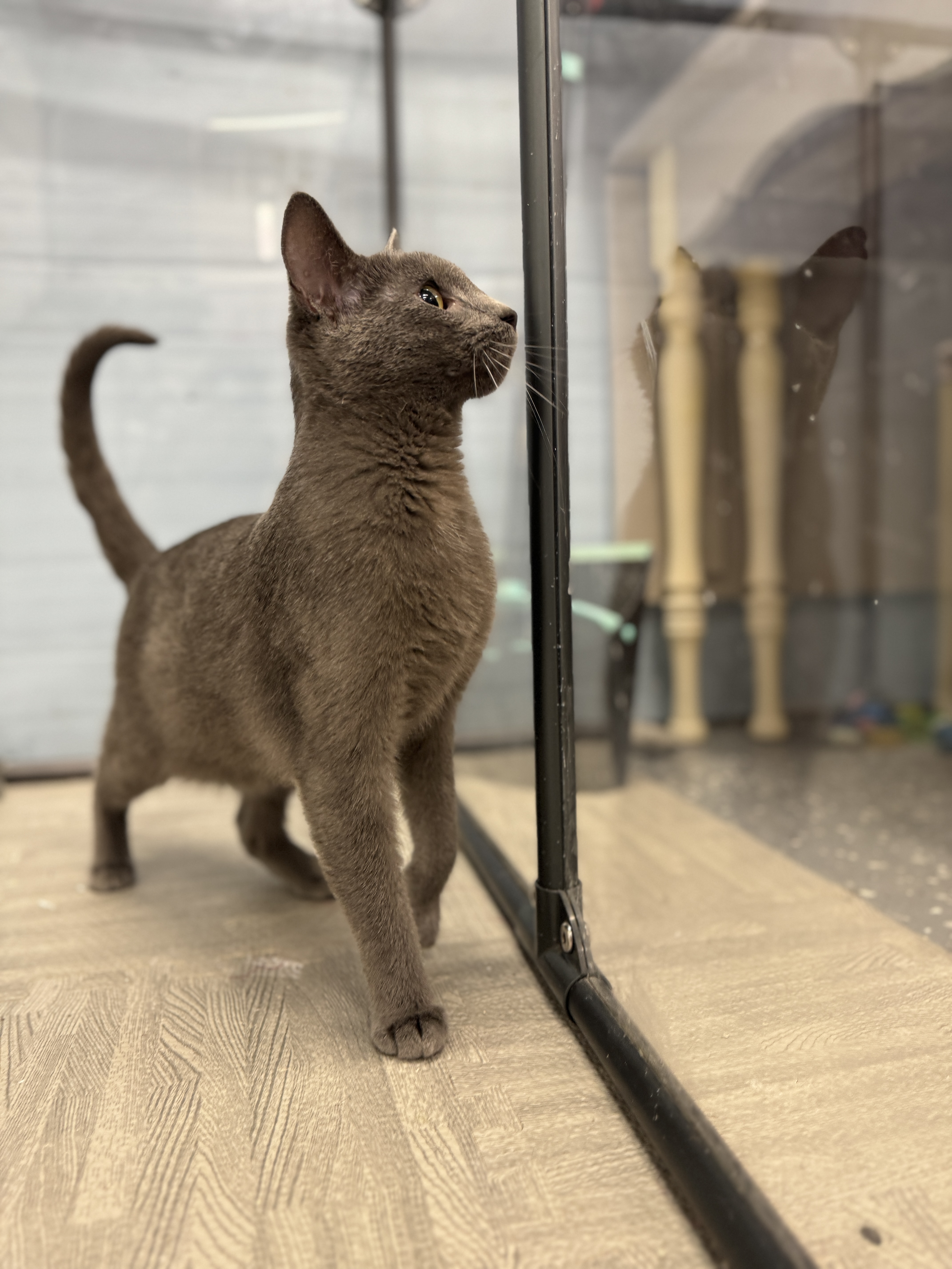 Spyder, an adoptable Domestic Short Hair in Wayland, MI image 4/6
