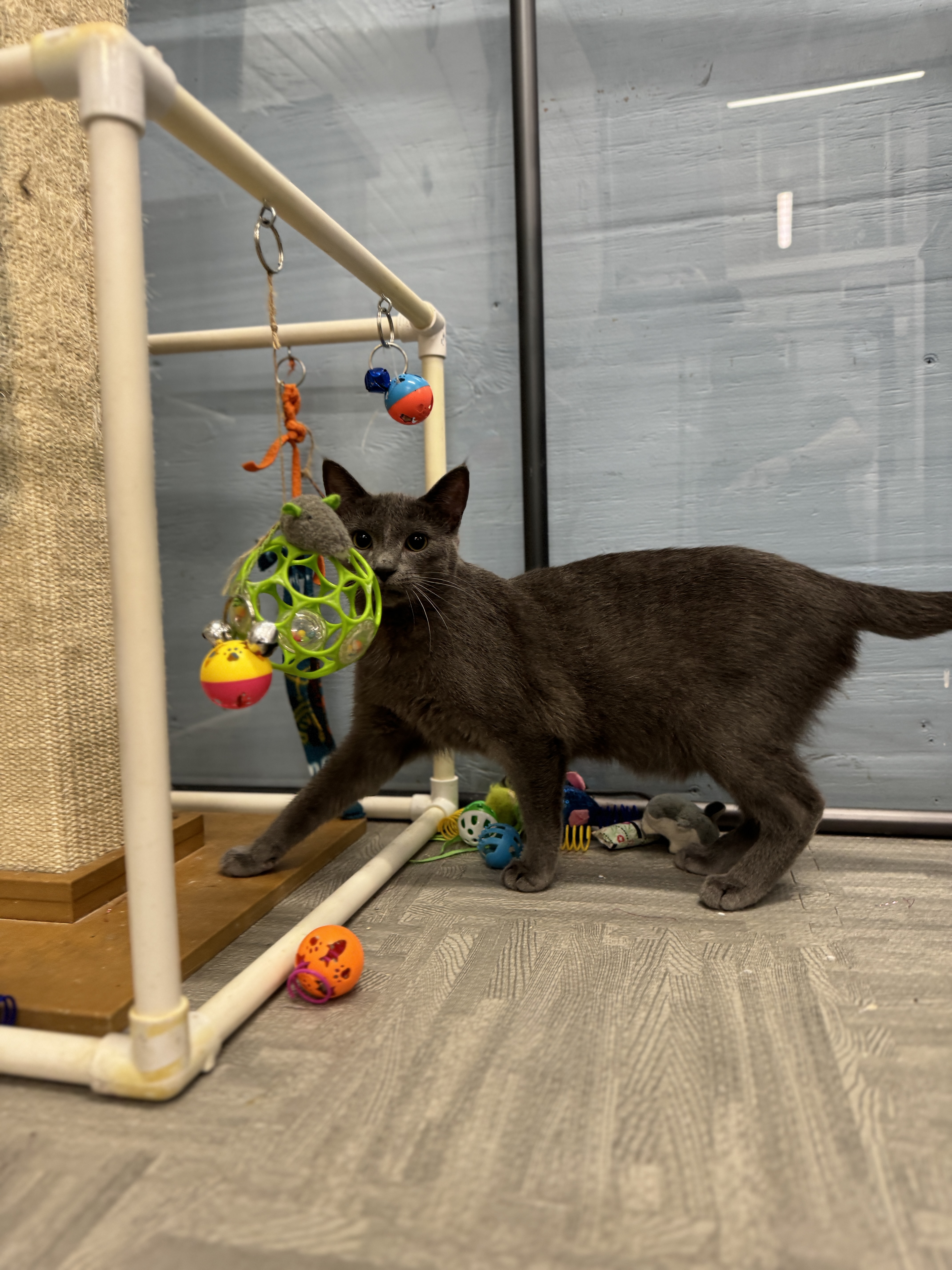 Spyder, an adoptable Domestic Short Hair in Wayland, MI image 5/6
