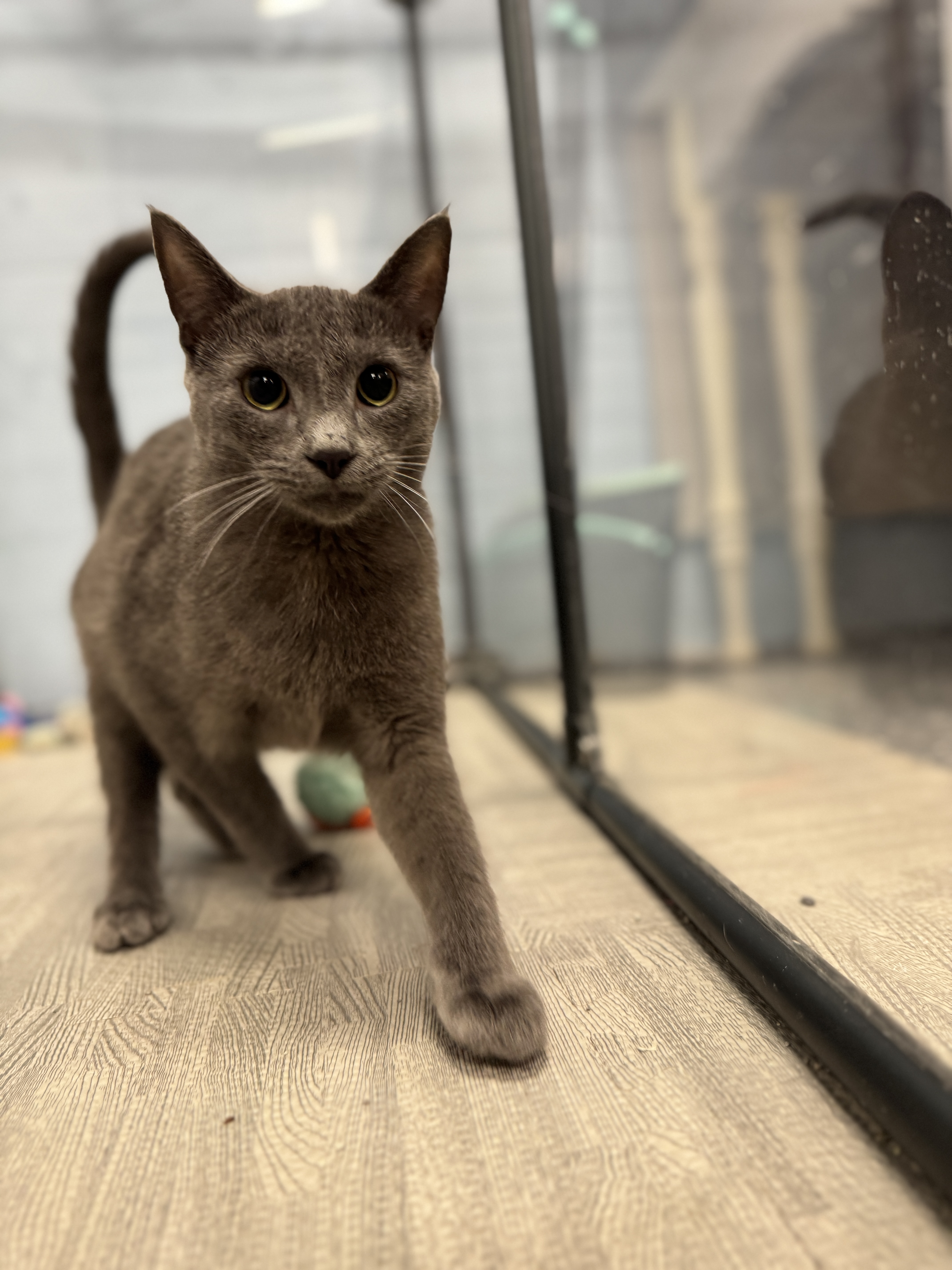 Spyder, an adoptable Domestic Short Hair in Wayland, MI image 6/6