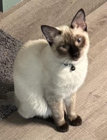 Brutus-Portofino PetSmart