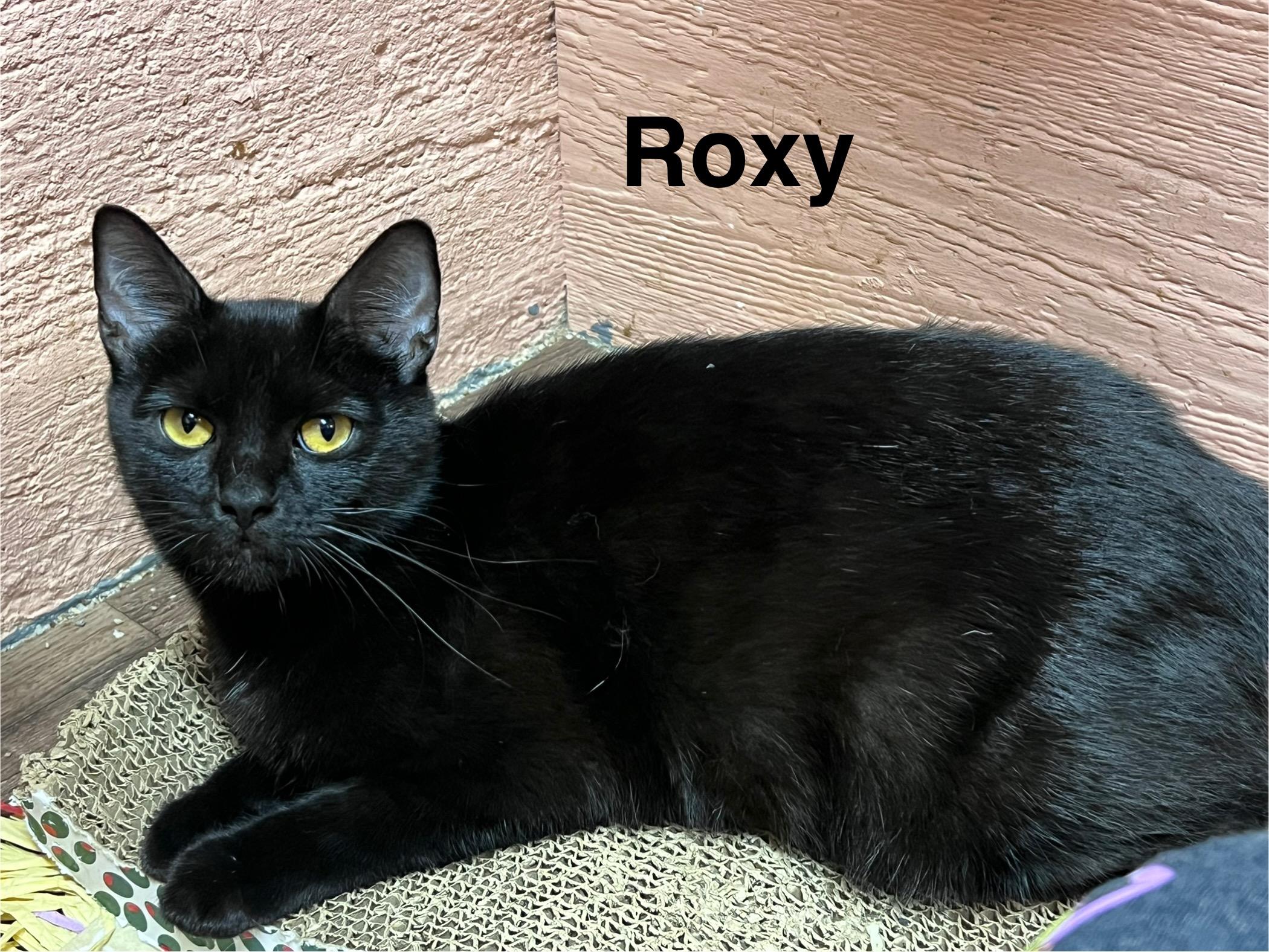 Enlarge Roxy, a ADOPTABLE Domestic Short Hair in Muncie, IN image 1/1