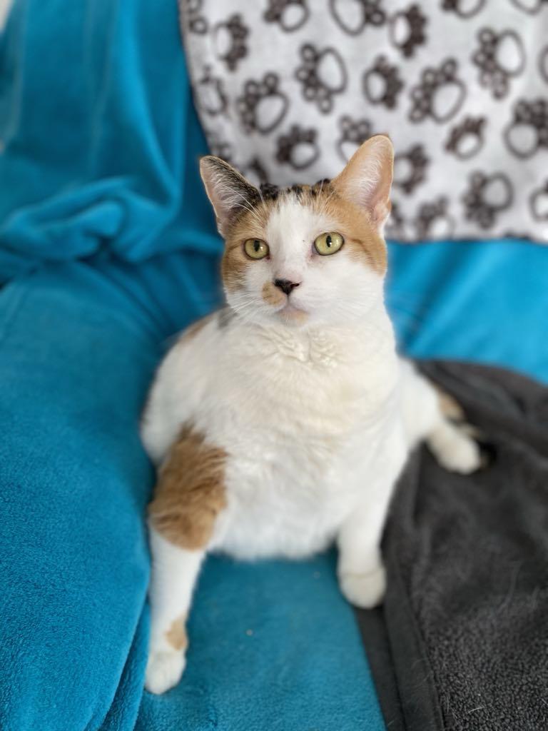 Enlarge Bebe, a Adoptable Domestic Short Hair in Pointe-Claire, QC image 1/3