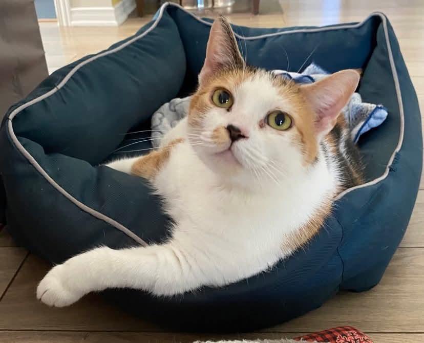 Enlarge Bebe, a Adoptable Domestic Short Hair in Pointe-Claire, QC image 2/3