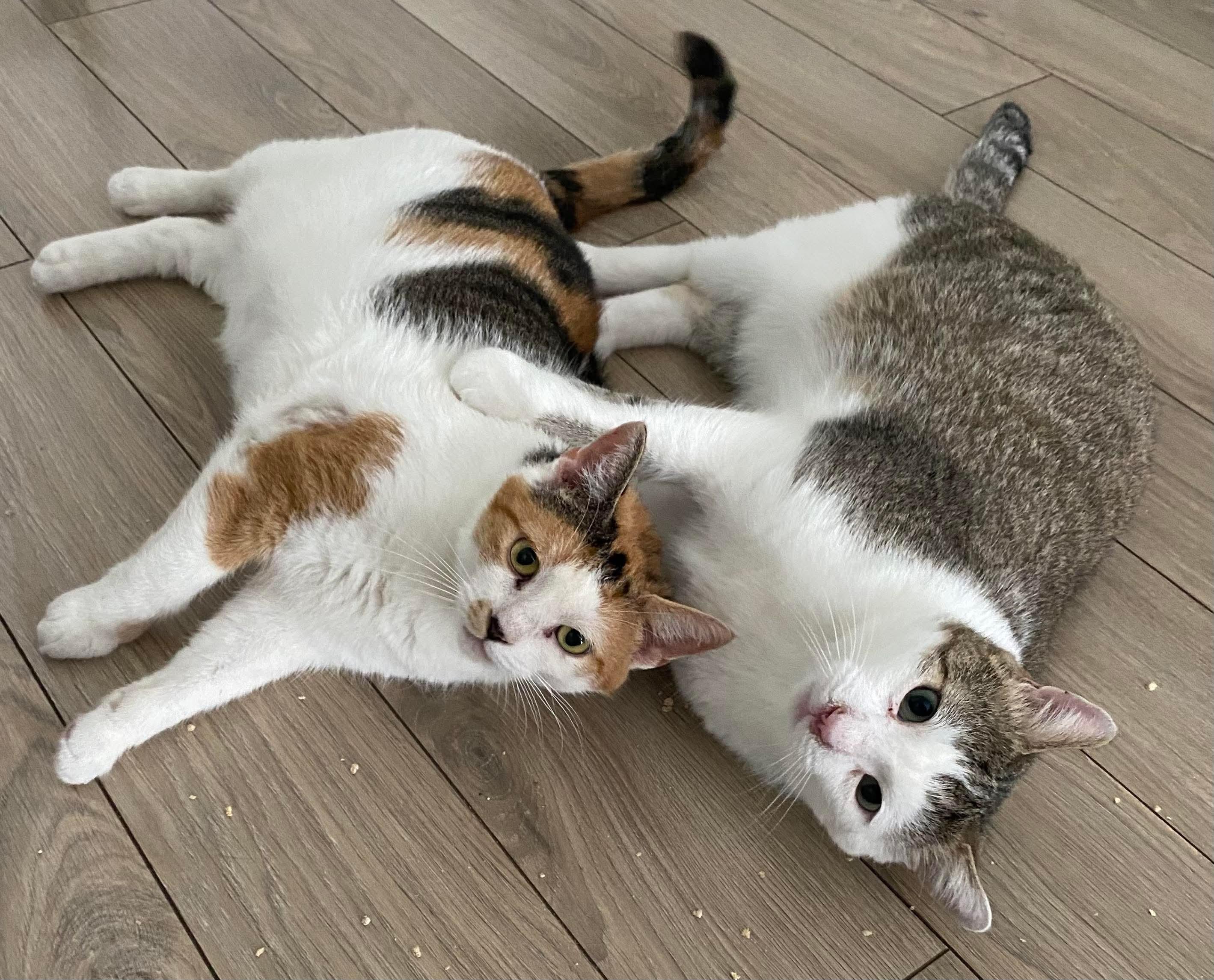 Enlarge Bebe, a Adoptable Domestic Short Hair in Pointe-Claire, QC image 3/3