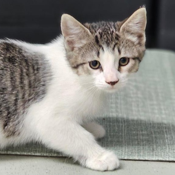 Enlarge Vasser, a ADOPTABLE Domestic Short Hair in Toledo, OH image 1/1