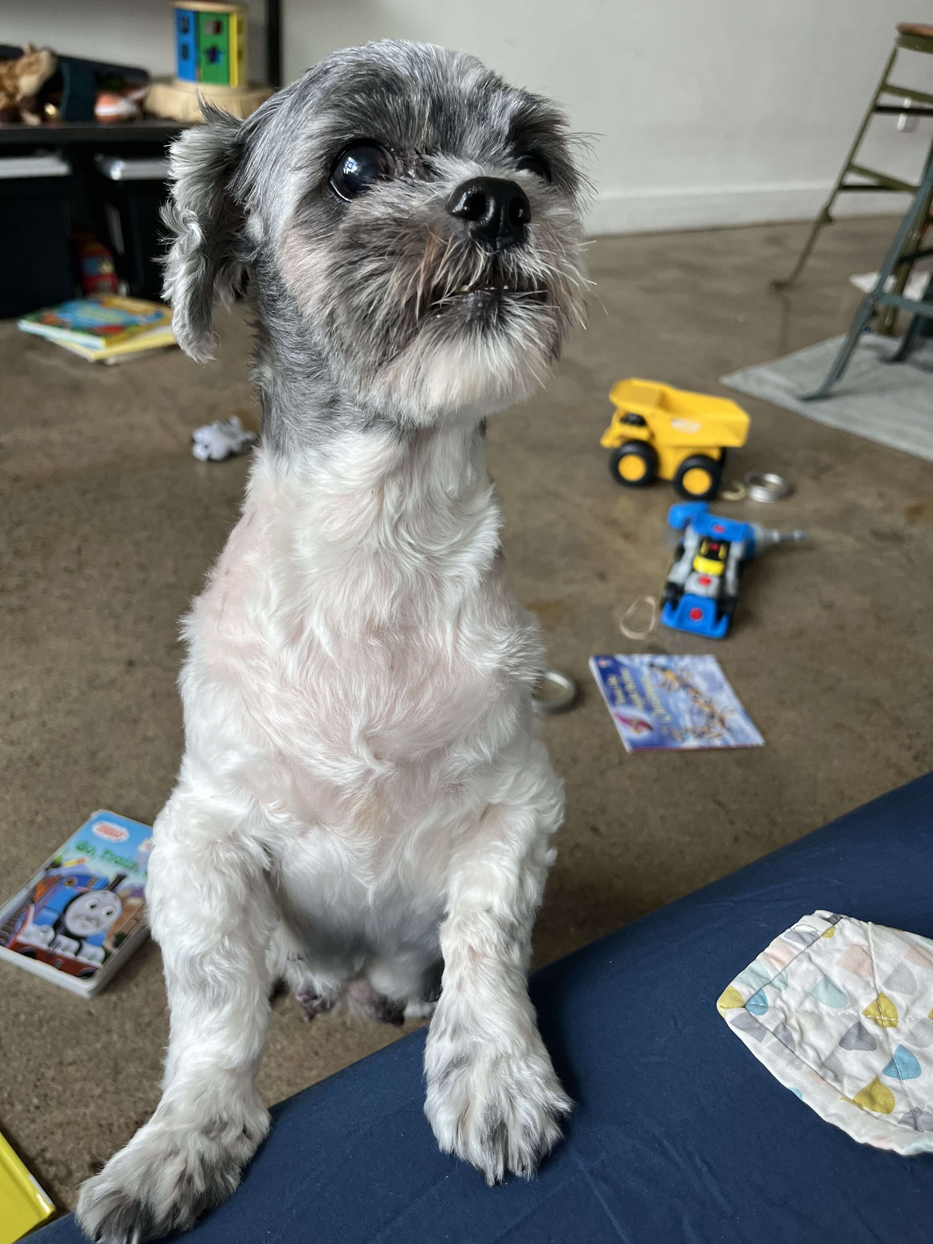 PEARL, Adopted, Senior Female Shih Tzu.