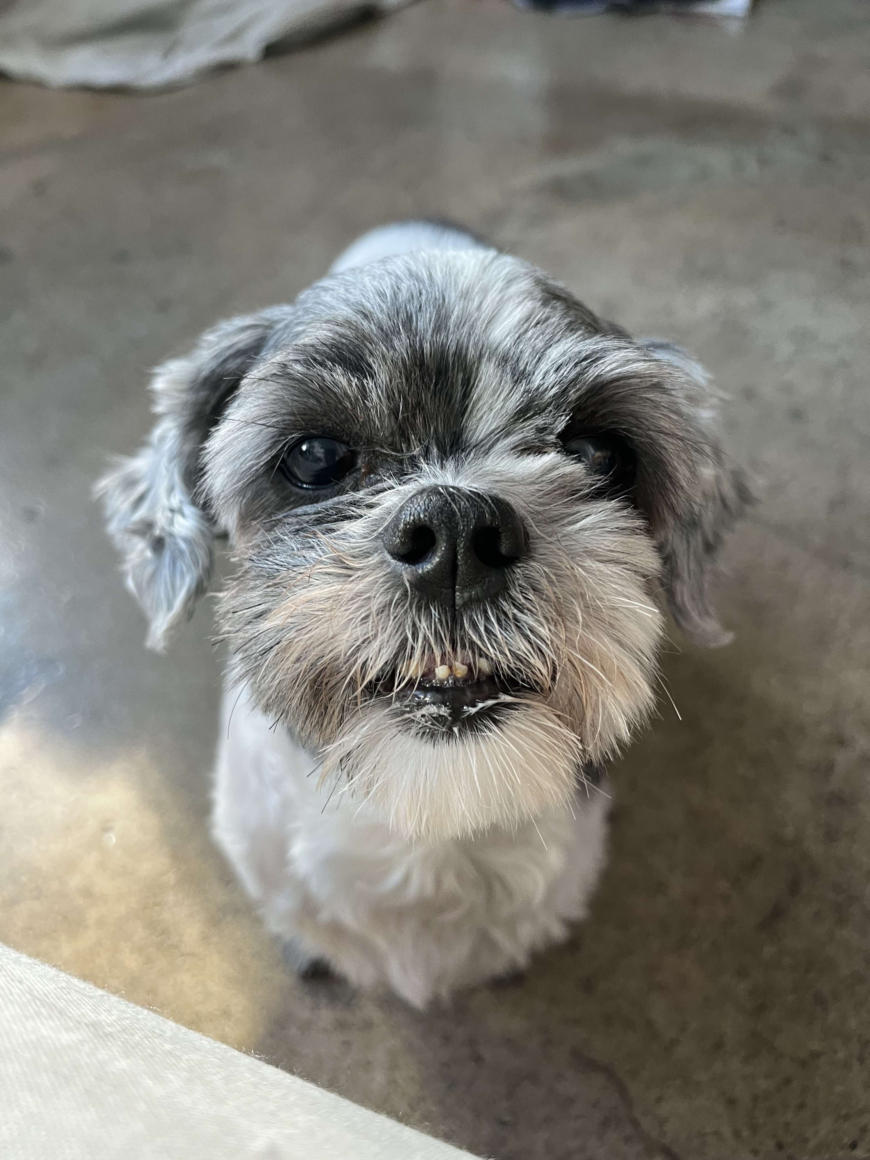 Enlarge PEARL, a Adopted Shih Tzu in Richmond Hill, ON image 1/3