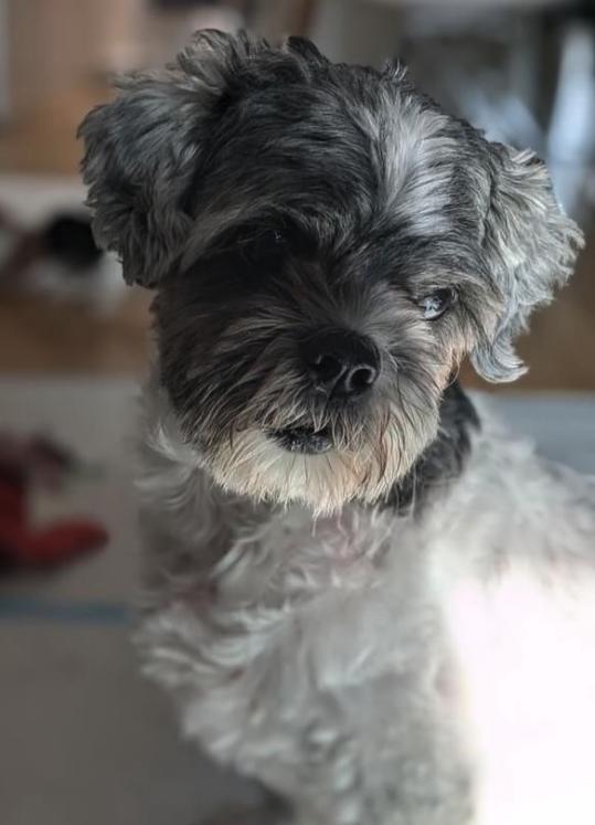 Enlarge PEARL, a Adopted Shih Tzu in Richmond Hill, ON image 2/3