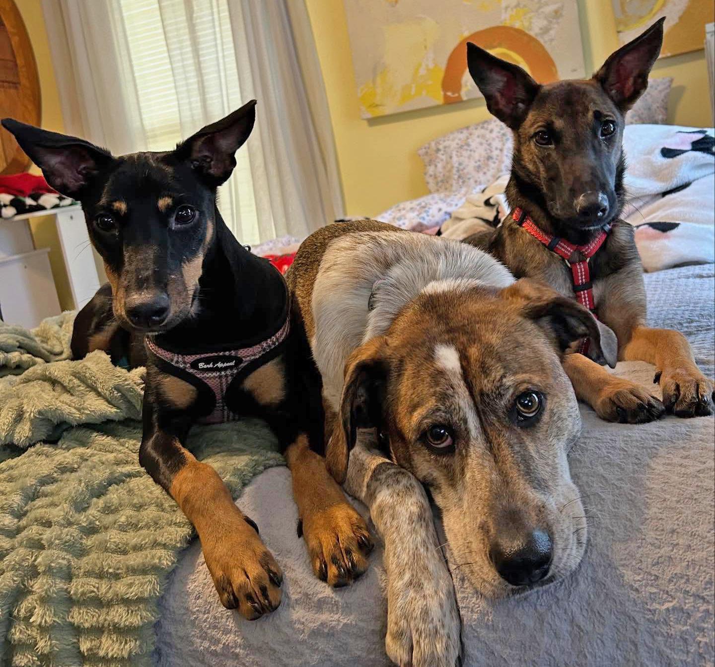 Enlarge Cara, a Adoptable Manchester Terrier in Pawtucket, RI image 3/6