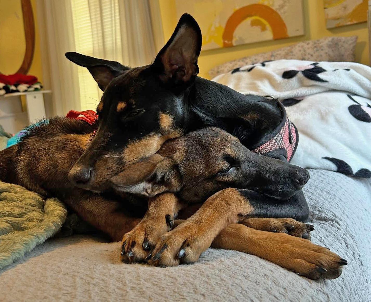 Enlarge Cara, a Adoptable Manchester Terrier in Pawtucket, RI image 5/6
