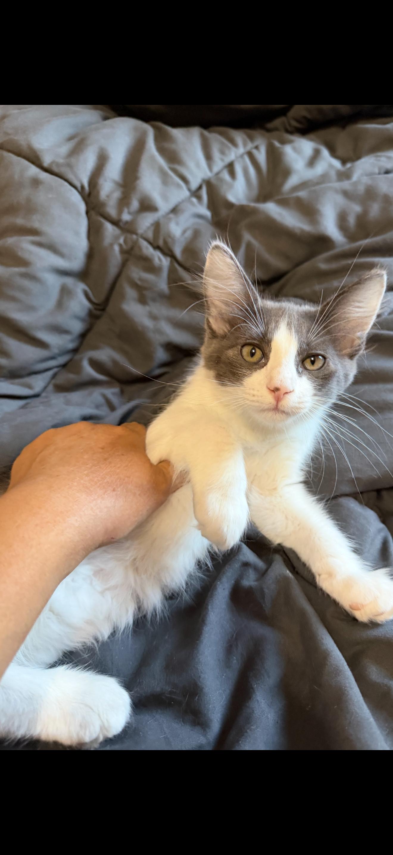 Riley, Adoptable, Kitten Male Domestic Medium Hair & Tabby.