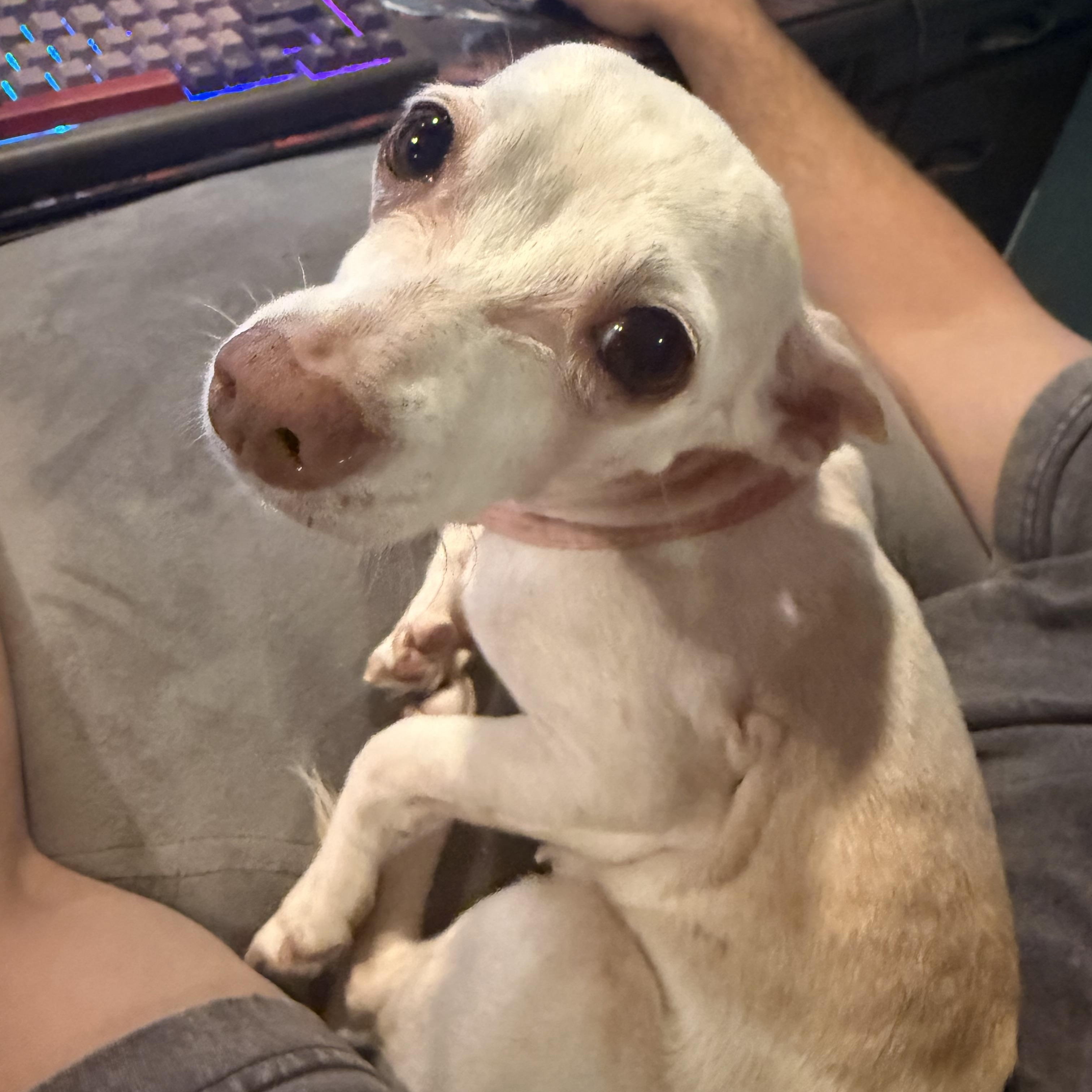 Enlarge Little Miss, a ADOPTABLE Chihuahua in West Valley, UT image 4/4