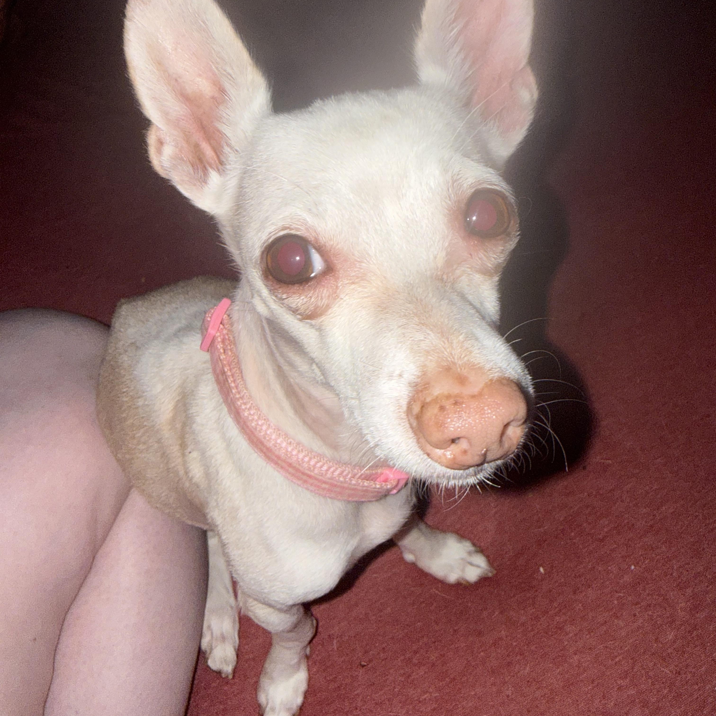 Little Miss, ADOPTABLE, Young Female Chihuahua.