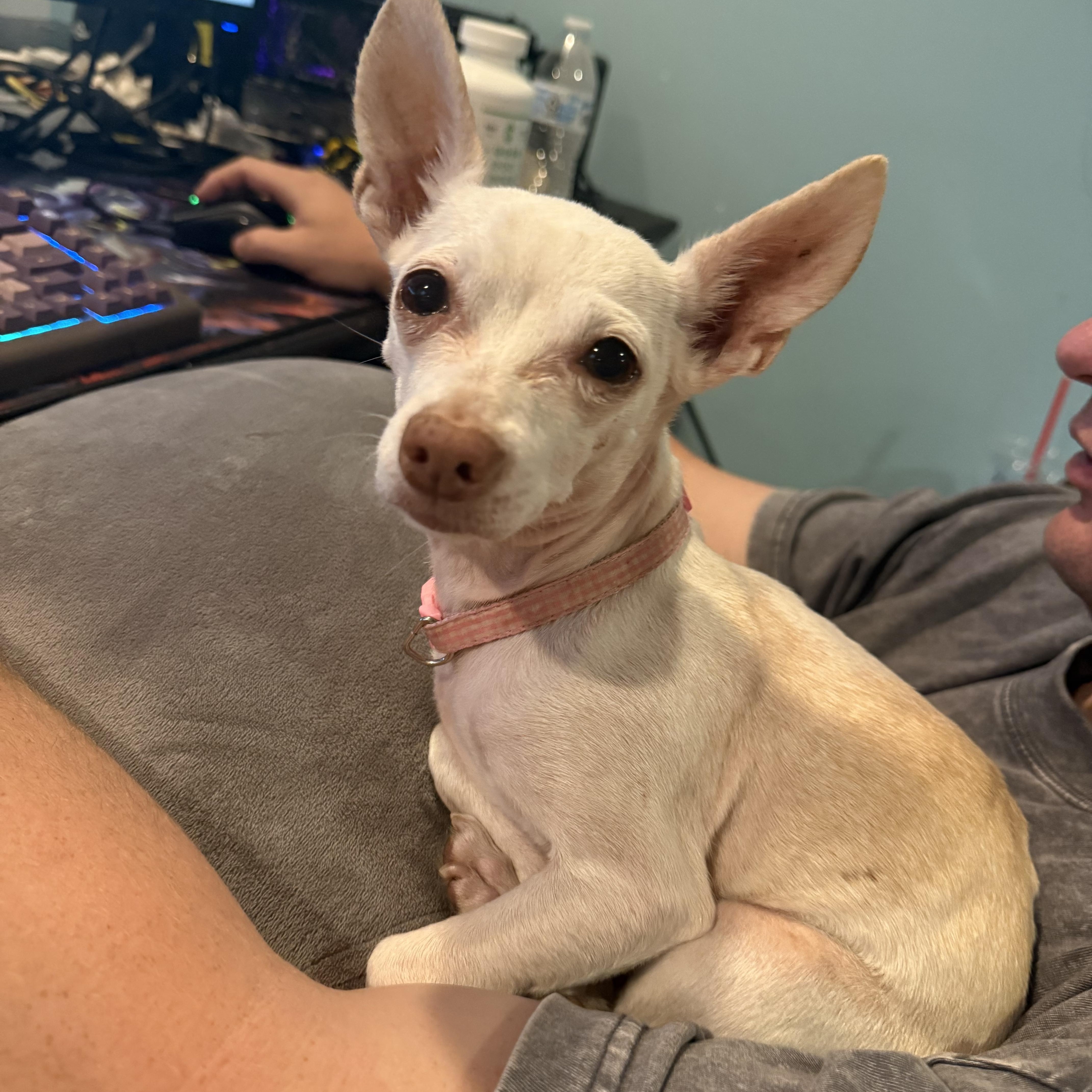 Enlarge Little Miss, a ADOPTABLE Chihuahua in West Valley, UT image 2/4