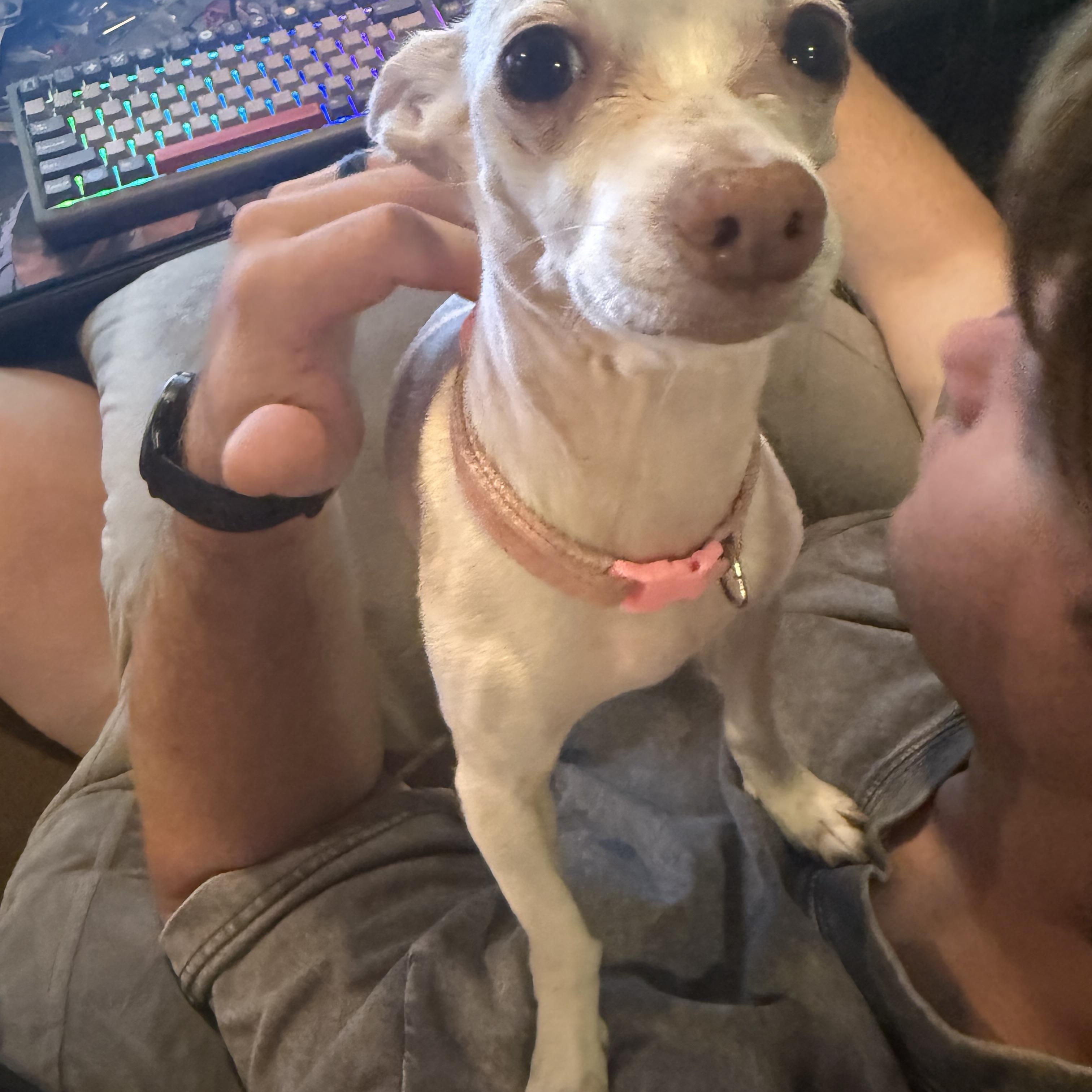 Enlarge Little Miss, a ADOPTABLE Chihuahua in West Valley, UT image 3/4