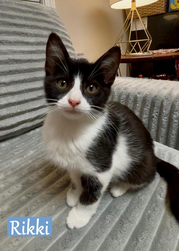 Rikki (Ricky), Adopted, Kitten Male Domestic Short Hair.