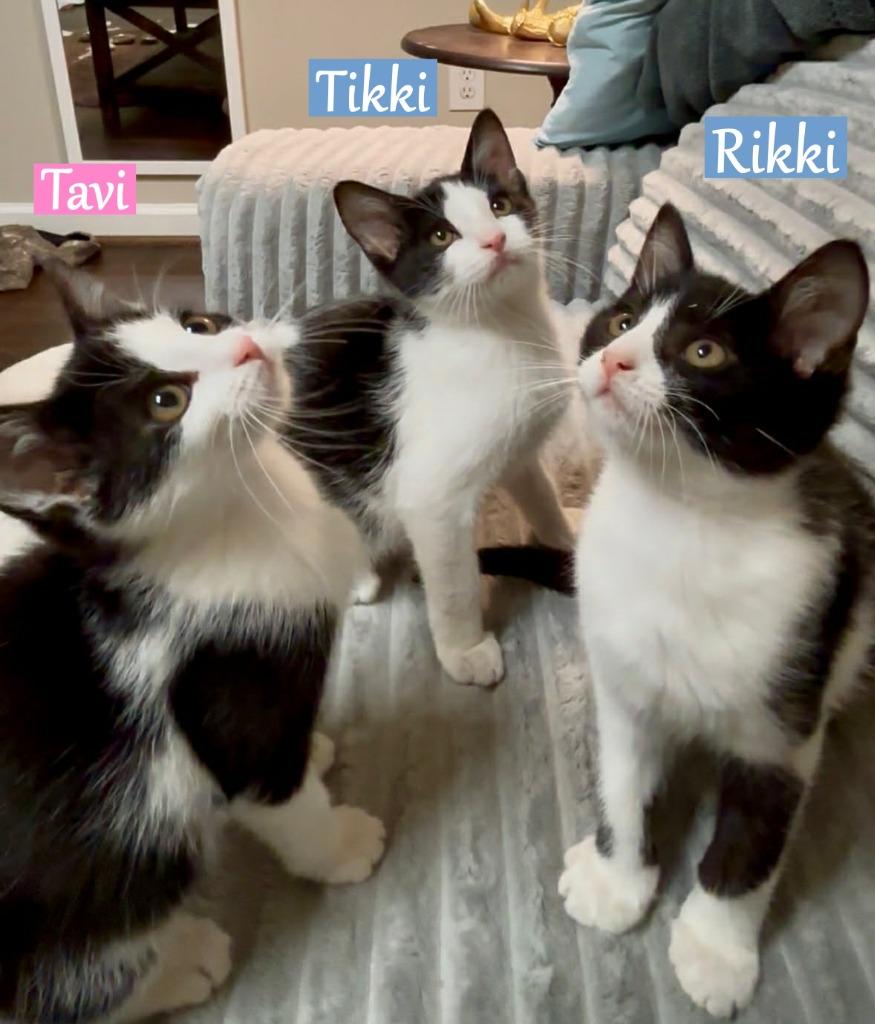 Enlarge Rikki  (Ricky), a Adopted mixed breed in Hoover , AL image 2/2