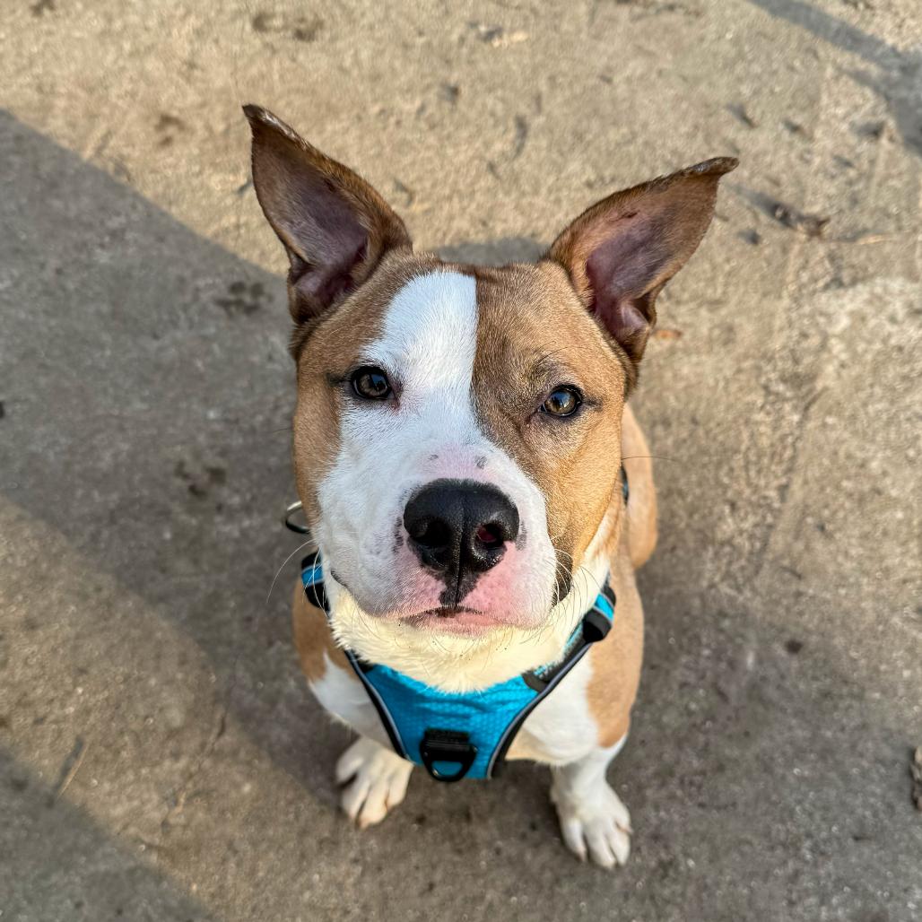 Chief, a Adoptable Mixed Breed in Valparaiso, IN image 1/6