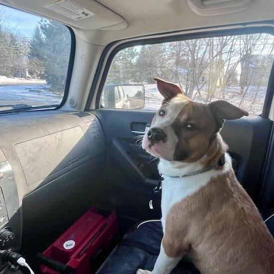 Chief, a Adoptable Mixed Breed in Valparaiso, IN image 2/6