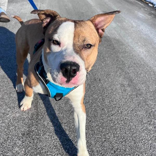 Enlarge Chief, a Adoptable Mixed Breed in Valparaiso, IN image 6/6