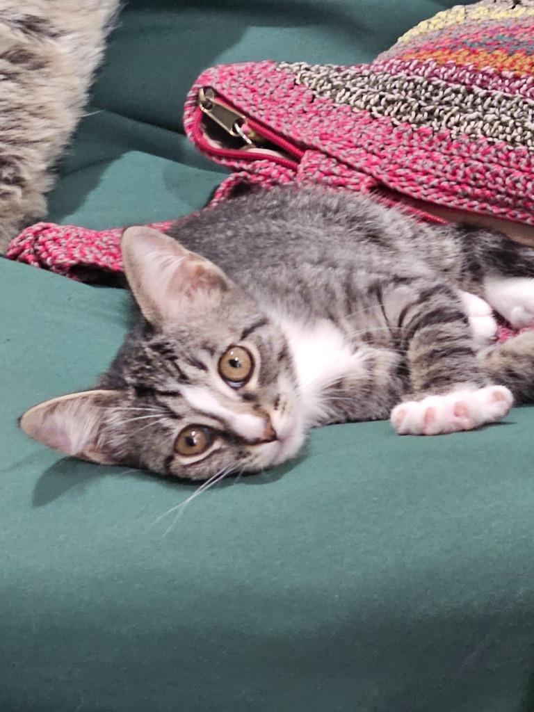 Lacey, Adoptable, Kitten Female Domestic Short Hair.