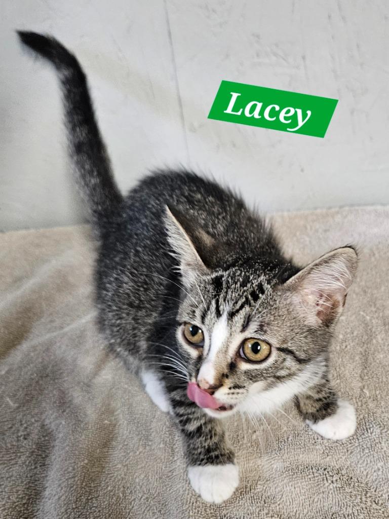 Enlarge Lacey, a Adoptable mixed breed in Manchester, TN image 2/2