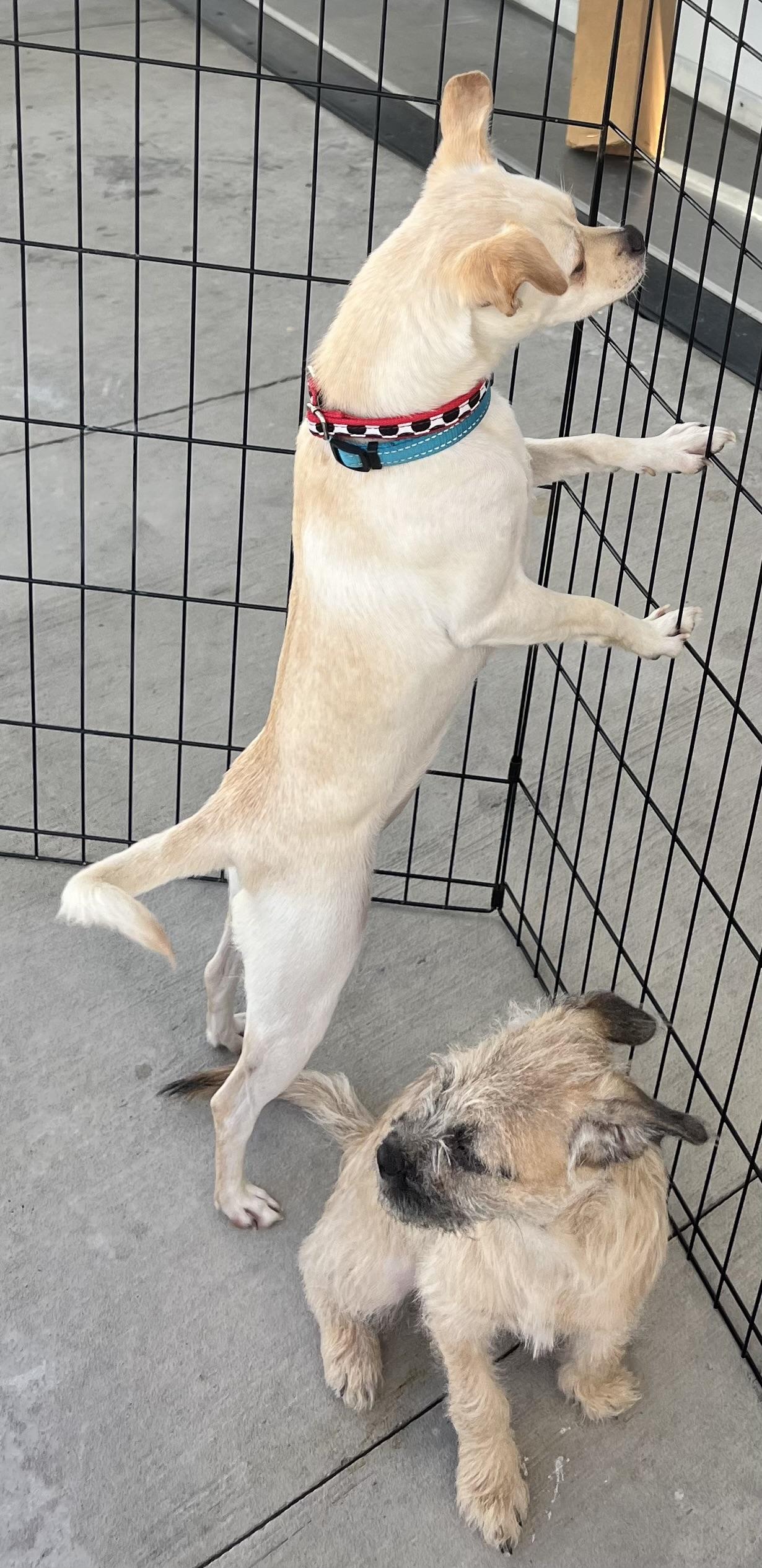 Mandy, a Adoptable mixed breed in Los Angeles, CA image 6/6