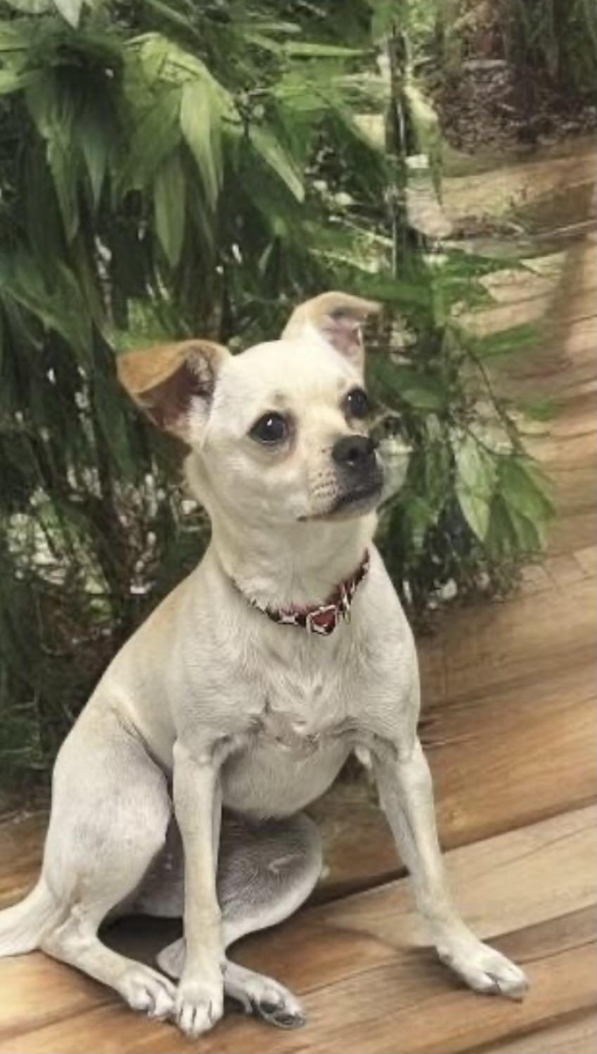 Mandy, a Adoptable mixed breed in Los Angeles, CA image 1/6