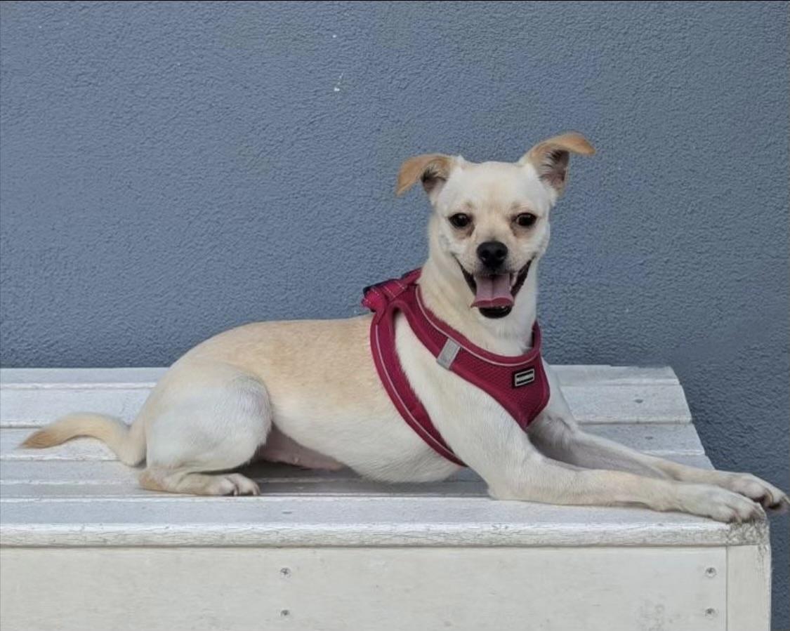 Mandy, a Adoptable mixed breed in Los Angeles, CA image 2/6