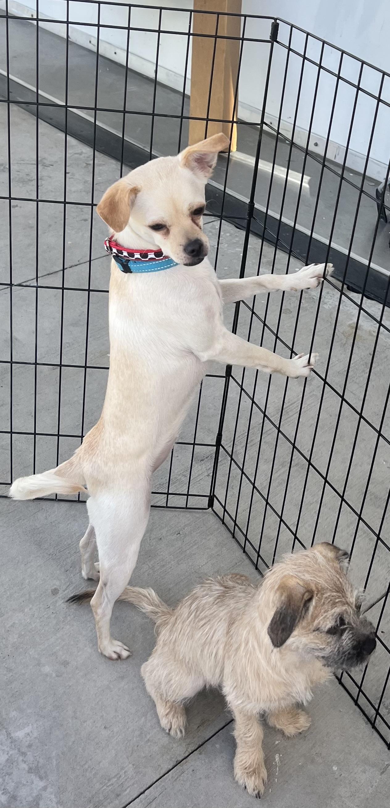 Mandy, a Adoptable mixed breed in Los Angeles, CA image 5/6