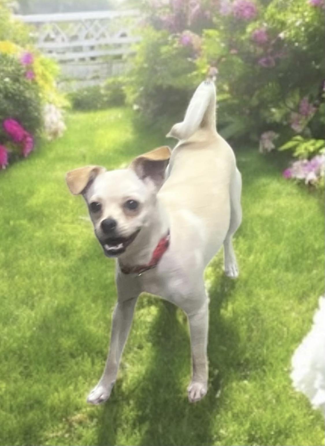 Mandy, a Adoptable mixed breed in Los Angeles, CA image 3/6