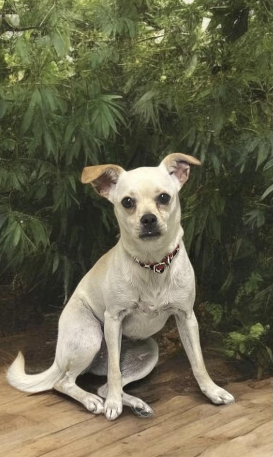 Mandy, a Adoptable mixed breed in Los Angeles, CA image 4/6