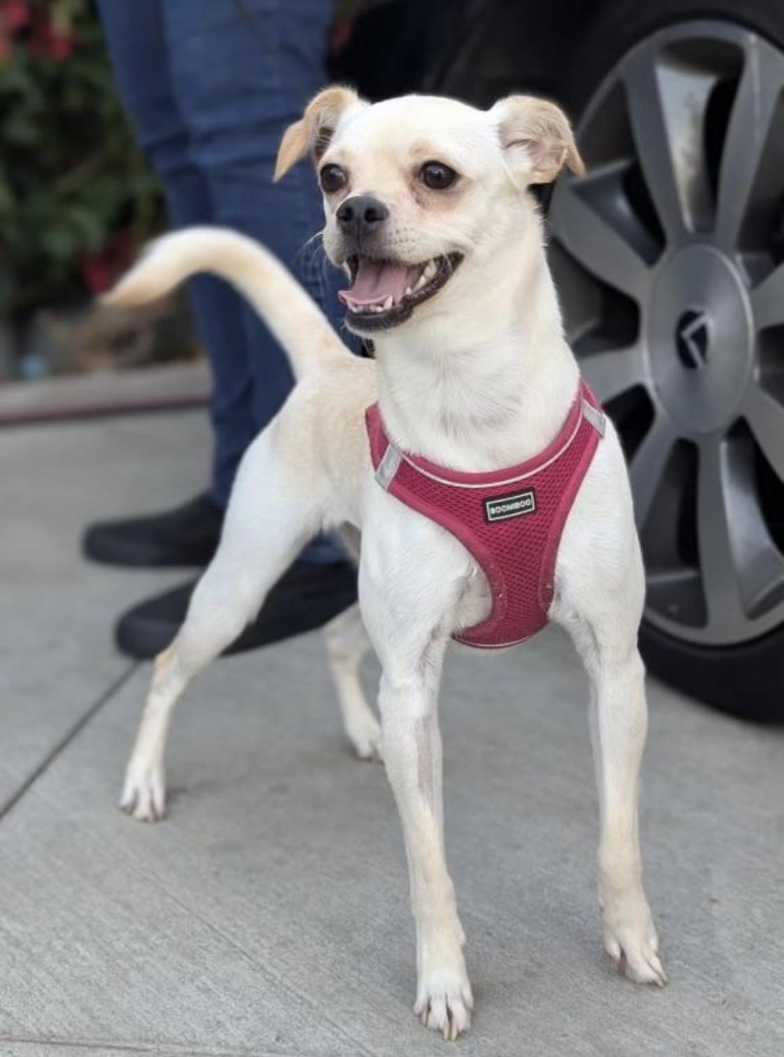 Mandy, a Adoptable mixed breed in Los Angeles, CA image 5/6